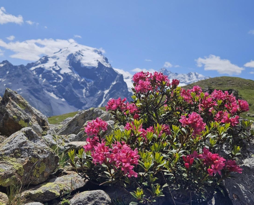 Weitwanderwoche durch Südtirol mit Hotel-Komort und Gepäckstransport: Vom Reschensee durch das Vintschgau bis zum König Ortler